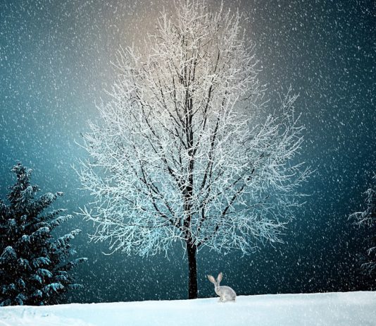 Tarjetas de navidad felicitación_navidad