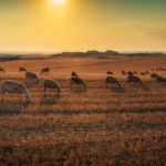 Circular ayudas agroambientales 2023