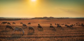 Solicitud del reconocimiento al derecho a bonificación de préstamos preferenciales por la sequía de 2019