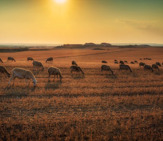 Las seis noticias agrarias de la semana – 29/12/2017