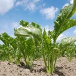 Devolución cotización a la producción por remolacha entregada en la campaña 2000/2001 planta_remolacha_azucarera