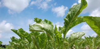 Las seis noticias agrarias de la semana – 08/12/2017 planta_remolacha_azucarera