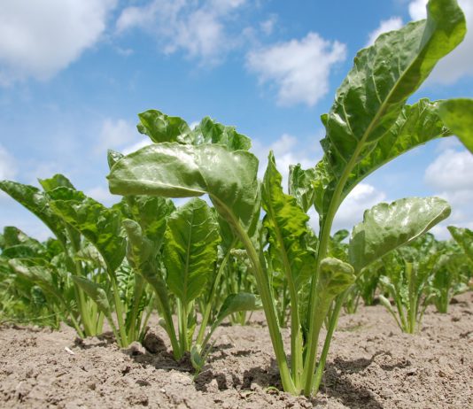 Las seis noticias agrarias de la semana – 08/12/2017 planta_remolacha_azucarera