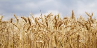 Cotizaciones de la Lonja Agropecuaria de León – Sesión 21/02/2018