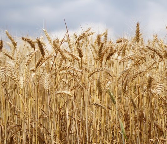 Asaja valora la revisión de módulos fiscales agrarios publicada hoy en el Boe