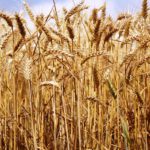 Circular modificaciones seguro agrario. Seguro de rendimientos