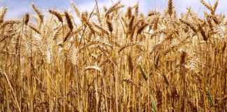 La Consejería de Agricultura ha anunciado nuevos pagos de la PAC