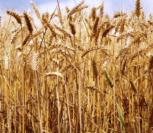 Cotizaciones de la Lonja Agropecuaria de León – Sesión 24/01/2018