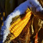 Cotizaciones de la Lonja Agropecuaria de León – Sesión 10/01/2018