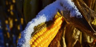 Cotizaciones de la Lonja Agropecuaria de León – Sesión 10/01/2018