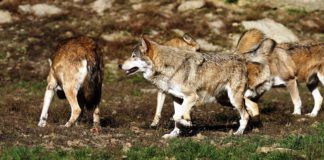 Las seis noticias agrarias de la semana – 14/08/2020