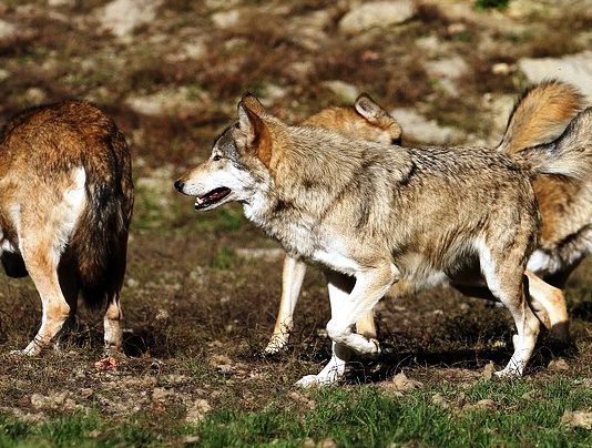 Asaja comparte la decisión de regular la población de lobos en Picos de Europa