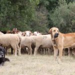 Seguro de los perros