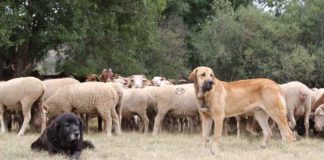 Asaja reivindica como motor económico y social del medio rural al sector ganadero, en el día de su patrón, San Antón