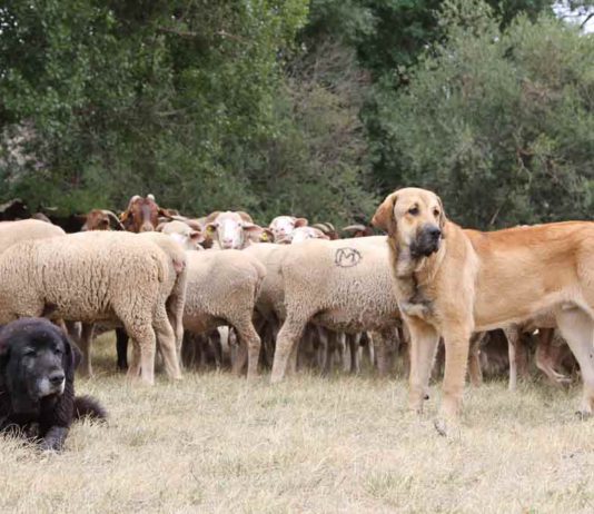 Defecó ante el Seprona