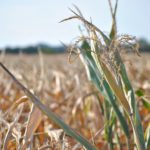 Cotizaciones de la Lonja Agropecuaria de León – Sesión 12/12/2018