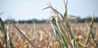 Cotizaciones de la Lonja Agropecuaria de León – sesión 19/02/2020