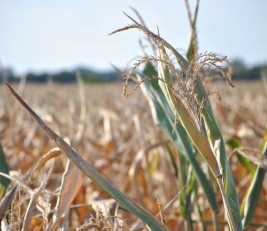 Las seis noticias agrarias de la semana – 19/01/2018