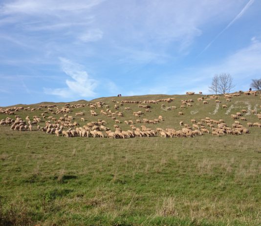 Las seis noticias agrarias de la semana – 12/01/2018