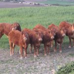 Cotizaciones de la Lonja Agropecuaria de León – Sesión 31/01/2018