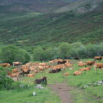 La ganadería extensiva en el noroeste español