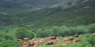 La ganadería extensiva en el noroeste español