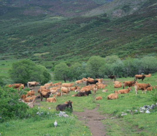 La ganadería extensiva en el noroeste español