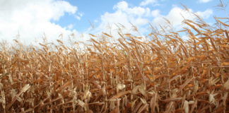 Cotizaciones de la Lonja Agropecuaria de León – sesión 25/11/2020