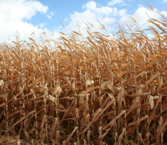 Las seis noticias agrarias – 04/03/2022