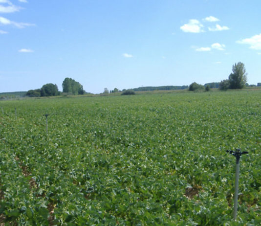Asaja pieda a AB Azucarera que normalice las relaciones con el sector agrarios