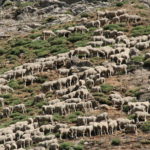 Subasta de puertos pirenaicos y pastos sobrantes