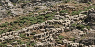 Actualización de los censos ganaderos año 2023