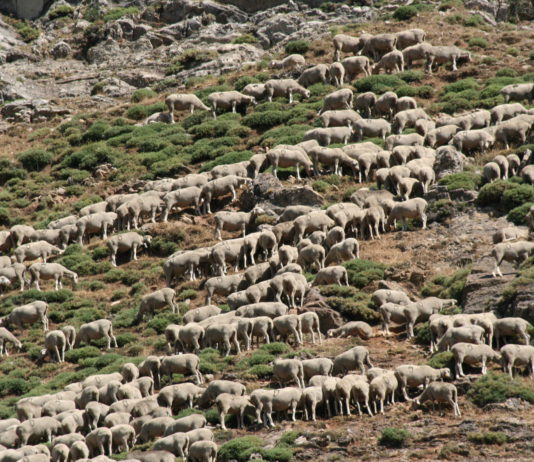 En marcha las ayudas a préstamos por la sequía de la última campaña