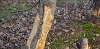 Los agricultores se manifiestan mañana ante la delegación de la Junta de Castilla y León en Ponferrada