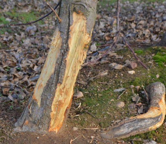 Los agricultores se manifiestan mañana ante la delegación de la Junta de Castilla y León en Ponferrada