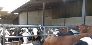 Ayuda al cebo de terneros