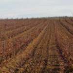 Declaración de cosecha de uva