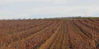 Asaja considera que la vendimia en verde puede ser una opción para determinados viticultores