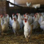 El Gobierno aprueba las bases reguladoras para la concesión de 193,47 millones de euros a determinados sectores agrarios afectados por la guerra de Ucrania