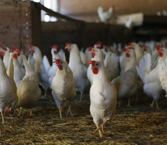 Las seis noticias agrarias de la semana – 02/12/2022