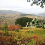 Medidas extraordinarias en el sector del vino para hacer frente a la crisis causada por la pandemia de COVID-19