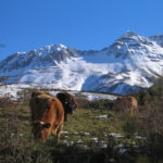 Aclaraciones de la Dirección General de Producción Agropecuaria durante el estado de alarma