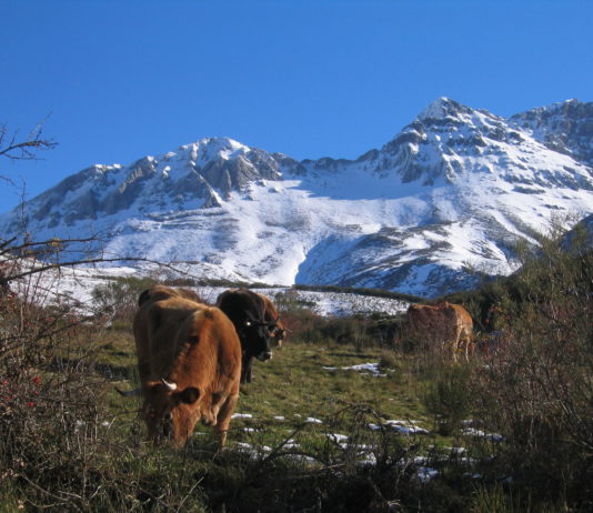 Cotizaciones de la Lonja Agropecuaria de León – Sesión 11/04/2018