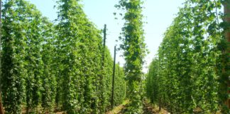 Las seis noticias agrarias de la semana – 06/07/2018