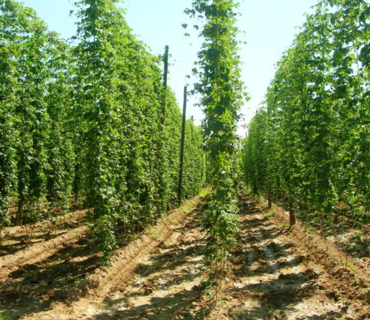 Las seis noticias agrarias de la semana – 13/04/2018