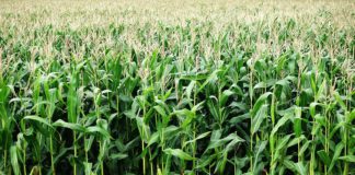 Asaja reúne esta tarde a su Junta Directiva y Consejo Asesor y convocará a una manifestación en Madrid