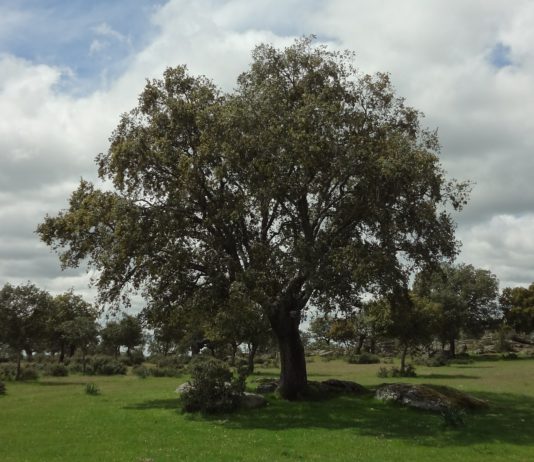 Ayuda para plantaciones forestales de alto valor
