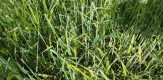 Seguro de más valor en cereales