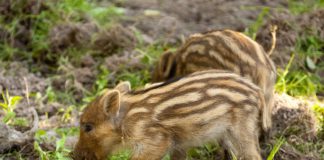 Las seis noticias agrarias de la semana – 13/11/2020