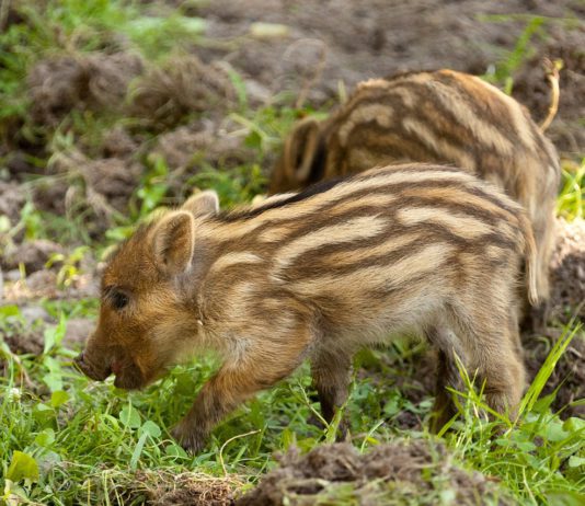 Las seis noticias agrarias de la semana – 13/11/2020